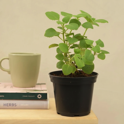 Sueñalux⎜Almohada ortopédica para cadera, espalda y ciática